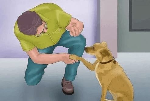 专业训犬教程（140节课）